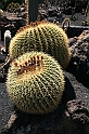 Kanary_2010 214
